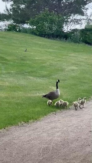 Baby Canadian goslings with mother goose