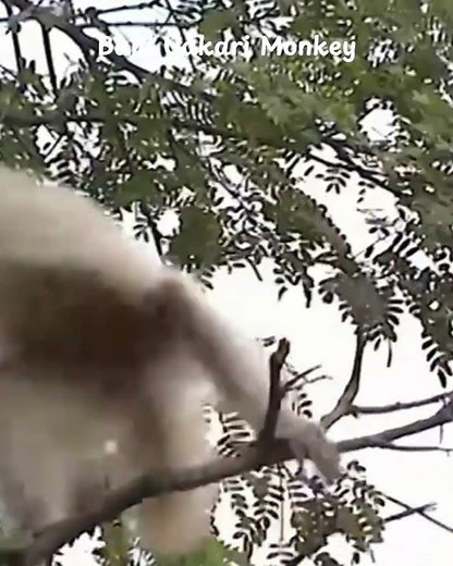 Bald Uakari Monkey/The Red-Faced Wonder of the Amazon