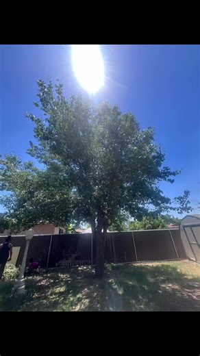 Removals for today. 🌳❤️ #heartytreeserviceinc #heartytreeserviceinc