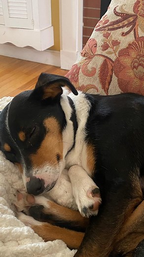 We love Tex! This adorable Texas Heeler/Australian Cattle Dog is only 1 year old but has already lived a long life and was abandoned out of a car window when he was a puppy😢 He doesn’t let that stop him and even though he can be shy, he loves to cuddle and is very loyal❤️ If Tex sounds like the perfect fit for you or your family apply TODAY at https://www.rhodehomerescue.org/adoption-form/ or reach directly out to your adoption screener if you are already pre-approved! #rhodehomerescue #rhodeis