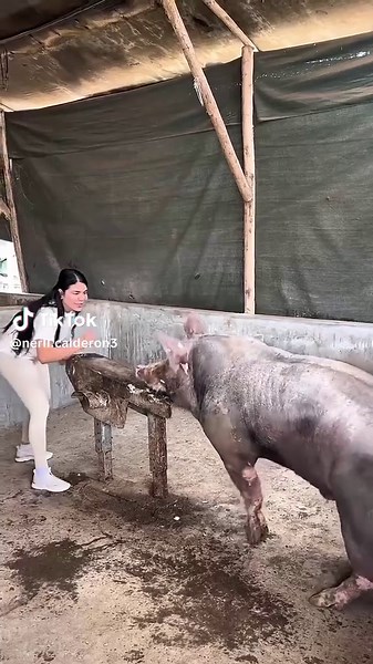 Cerdo Subiendo al potro #granja #cerdo #form #pig #fyp