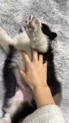 Cute pup 🥰 . . . . #bordercollie #bordercolliesofinstagram #bordercolliepuppy #bordercolliemix #bordercollielife #bordercollies #bordercolliesrock #bordercolliesofig #bordercollieslife #dog #dogsofinsta #dogsofinstagram #doglove #dogslife #doggo #doggrooming #dogsofinstaworld #dogsoffacebook #dogsitting #dogphotography #dogtreats #dogstagram #dogfriendly #dogfood #doggroomer #doghealth #doglover #doglife #dogloversofinstagram #doglifestyle | BorderCollie Lovers