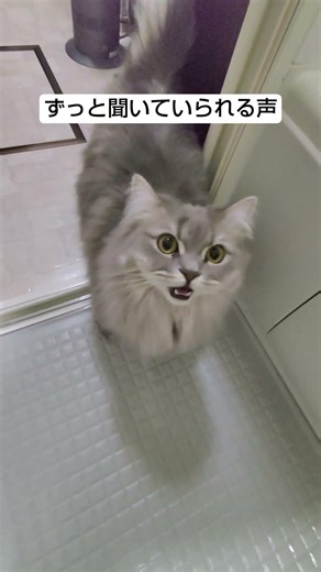 猫の声は癒される