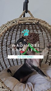 9.6K views · 709 reactions | Wag more, bark less. Keto the Chihuahua has a little Monday motivation for you! #chihuahua #chihuahuas #chihuahualife #cutedogs #cute #puppy #KetoTheChihuahua #thechisociety #mondaymotivation | The Chi Society | Facebook