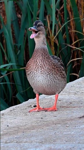 Beautiful Mallard Duck Calls in Nature! 🦆🎶SFX MP4