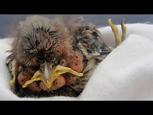Removing Mango Worms on Birds Rescue Birds