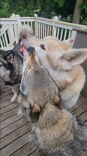 Wolfdog or Wolf Hybrid? #petwolf #wolfpup #wolfdog