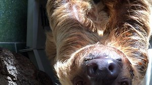 Ms. Chips the two-toed sloth dies at the Smithsonian Zoo