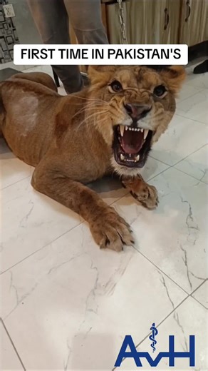 ahmadali. vet on TikTok