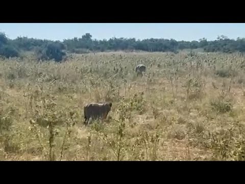 lioness failed to hunting impala closely video