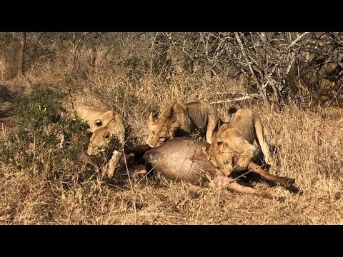Born to hunt - young lions learn how to take down a wildebeest 