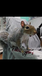 Baetril hardly ever makes this alarm call, but he saw something outside that made him start vocalizing. He began in the living room, ran back to his room for this clip, and then continued for a little bit more in the dining room before he stopped. It has been 2 days since he bit someone. He still will growl at our feet if he gets somewhat close to them, so we've been trying to be quick about moving them away if he's around. Squirrels are not good pets for many reasons, and it's illegal to keep t