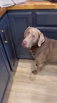 Eggless pumpkin treats for dogs #HowToMakeOatFlour #PumpkinTreatsForDogs #ChickenFreeDogTreats