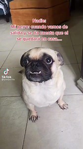 Perros comiendo cereal con cuchara on Reels