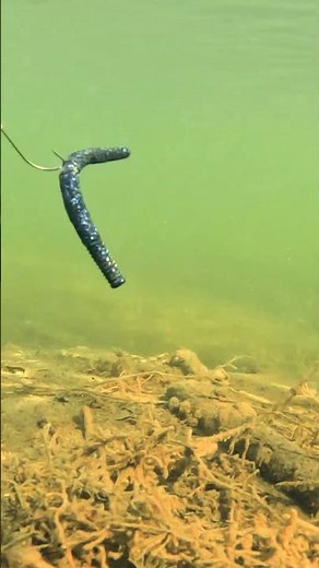 What is your FAVORITE way to rig a worm?