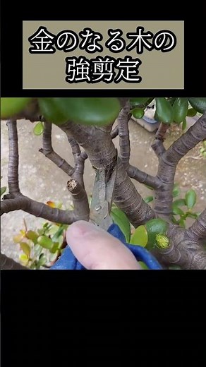 樹齢約25年の巨大金のなる木をバッサリカット✂️ #春の剪定 #Succulent