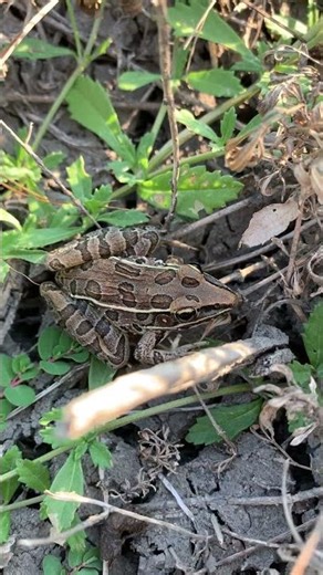 Southern Leopard Frog