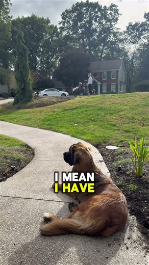 Train your dog in the front yard