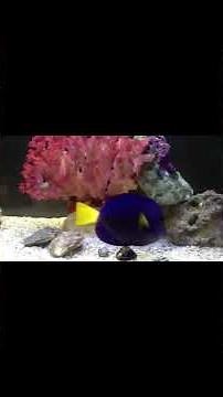 🐟 Purple Tang Fish Care & Facts Ocean’s Purple Treasure. #aquariumhobby #reeftank #marineaquarium