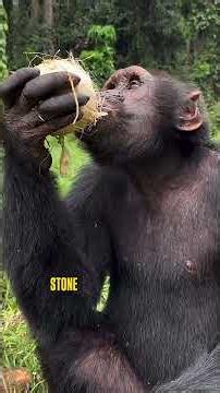 WHY CHIMPANZEES ARE SMARTER THAN YOU THINK