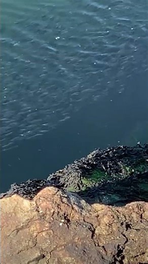 School of Snappers: Baby Blue Fish, RI