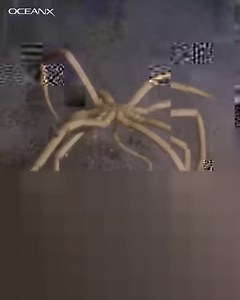 158K views · 3.1K reactions | Meet the spine-chilling Antarctic sea spider! These deep-sea creepy-crawlies are HUMONGOUS, with legs as long as 70 cm (that's 2.3 FEET). There's a good reason for their elongated limbs—the enclosing shell is very porous and absorbs oxygen—that's how they breathe (instead of inhaling air or water into a set of lungs). This allows them to grow and grow (and GROW!). *Shudders* #ocean #sea #marine #spider #deepsea #seacreatures | OceanX | Facebook