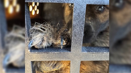 56 dogs taken from East Texas business after owner caught shooting dog