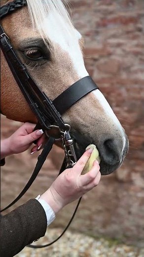 How to apply show makeup to your horse or pony