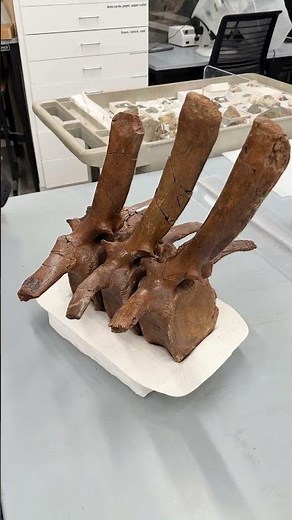 Perfect fossil cradles