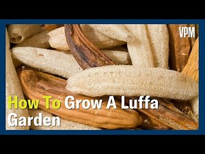 How To Grown Your Own Luffa Garden