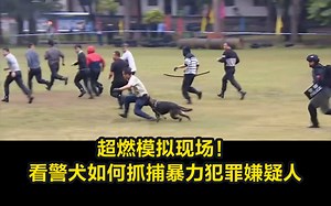 超燃模拟现场！看警犬如何抓捕暴力犯罪嫌疑人