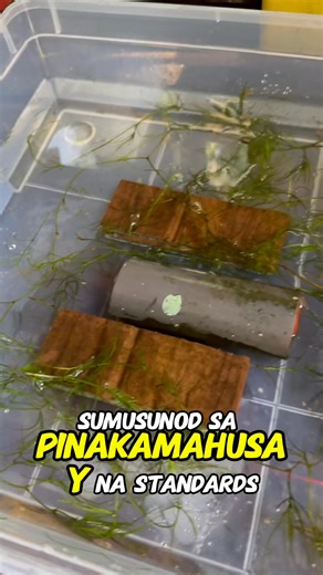 25K views · 466 reactions | 100% Hatch Rate Success!  Walang itlog na masasayang.  Tara, masterin natin ang best practices para maging World-Class Farmers! Huwag susuko sa hamon! #CrayfishTips #BFARUpdate #HatchRate #RedclawFarmingPH #SmallBusinessPH | CrayHaus | Facebook