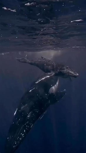 1.4K views · 76 reactions | Experience the thrill of whale watching...