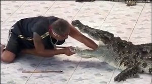 Stunt goes horribly wrong as crocodile bites Thai trainer's arm