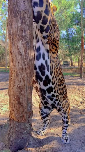 1.2M views · 10K reactions | Tank sharpening his claws! #bigcat #bigcats #cat #cats #animal #animals #jaguar #jag #tank #murdermittens #claws #wow | Single Vision, Inc. | Facebook