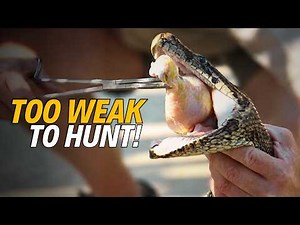 Giant Python needs help! Snake Rescue in South Africa