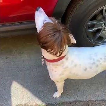 Dog is a Karen | MisterMainer
