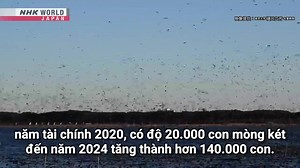 Mòng két Baikal - Loài chim nguy hiểm nhất trong các vụ chim va đập máy bay Chính phủ Nhật Bản đã xác định mòng két Baikal là loài chim gây ra tai nạn máy bay chết người tại Hàn Quốc hồi tháng 12 năm ngoái. Hiện tượng chim va đập vào máy bay và là một trong những nguyên nhân nguy hiểm nhất gây va chạm trên không. Người ta đã tìm thấy lông và vết máu của loài chim này trên 2 động cơ của chiếc máy bay chở khách thuộc hãng hàng không Jeju Air, cho thấy loài chim này là nguyên nhân gây ra tai nạn. C