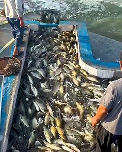 72K views · 595 reactions | Fish harvesting process | Simple ideas | Facebook