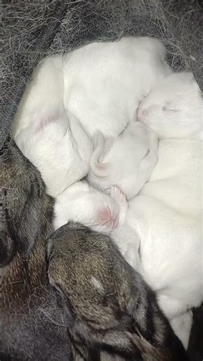 cutest baby rabbits | 🐇😍 #rabbit #cute