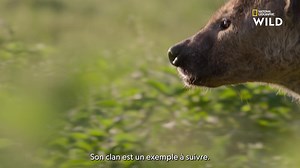 Le lion, roi de la savane ? Pas si sûr. Ce sont bien les lionnes qui mènent leurs troupes d'une main de fer. Mais les meutes de hyènes, derrière leurs matriarches, sont d'aussi dangereuses prédatrices. Regardez Reines tous les vendredis à 18.20, sur National Geographic Wild (canal 116), disponible avec Canal . | Nat Geo Wild France