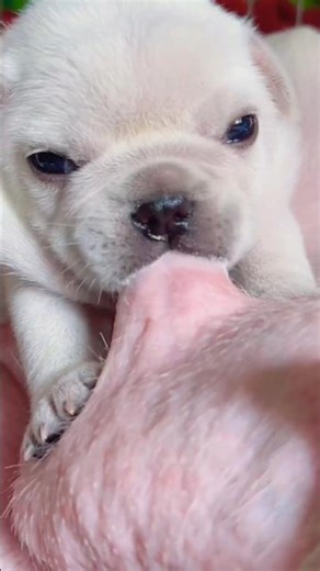 The puppy is nursing🤤#drinking #nursing #puppyvideos #youtubeshort #viral_video #ytshortsindia #yt