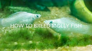How To Breed Molly Fish (The 6-Step Guide)