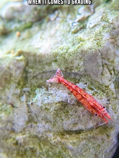 How Do You Spot LOW Grade Red Cherry Shrimp? ◽️◽️◽️◽️◽️ FEED WHAT SHRIMP LOVE! Shop ➡️ ShrimplyCanadian.com #shrimp #aquarium #shrimplycanadian #shrimptank #fishtank #aquariumhobby #plantedaquarium #aquascape #aquascaping #fishkeeping #shrimpkeeping #fish #shorts