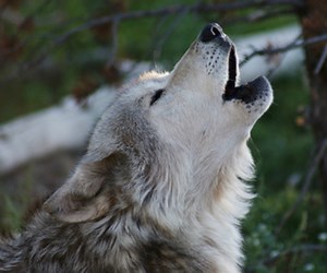 Why are There so Many Different Kinds of Dogs?