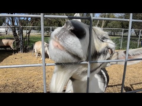 Genetically engineering goats to get better milk