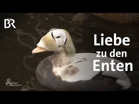 Seltene Entenarten: Die Entenzucht der Familie Gruber | Geflügel | Schwaben & Altbayern | BR