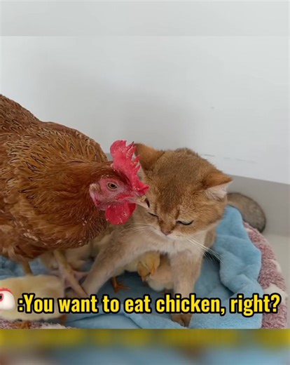 160K views · 4K reactions | A Mother’s Love Knows No Boundaries Cat and Hen’s Heartwarming Story | pet lovers | Facebook