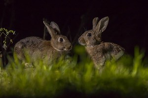 Video of Bunnies Jumping on Trampoline Went Viral Over AI Suspicion. What Experts Think