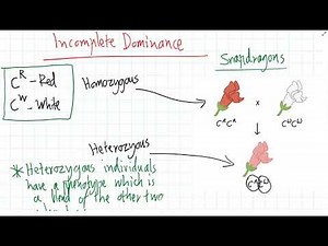Incomplete Dominance & Codominance